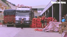 Đường đi nông sản Trung Quốc nhái Đà Lạt Đường đi nông sản Trung Quốc nhái Đà Lạt