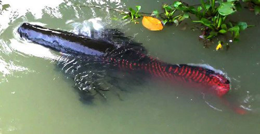 Đại gia Việt 'săn' thủy quái lớn nhất thế giới về thả ao chơi vui