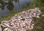Hà Nội: Cả tấn cá chết trắng gần bãi rác sau đợt mưa