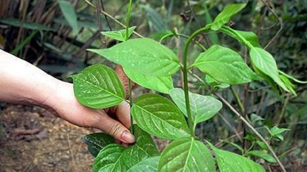 Vợ bỏ lá ngón vào canh đầu độc chồng