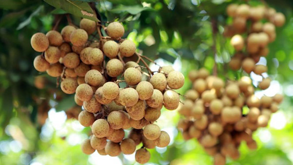 Cuối tuần đến Ecopark thưởng thức nhãn lồng Hưng Yên