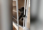 Xem mèo tự kéo then, mở cửa chuồng
