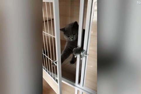 mèo tự kéo then, mở cửa