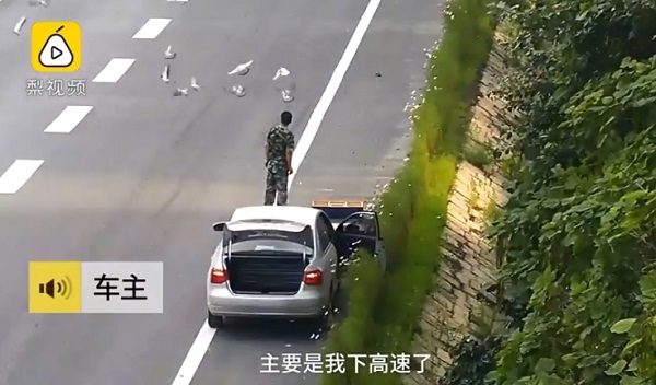 Bị phạt vì phóng sinh bồ câu trên cao tốc