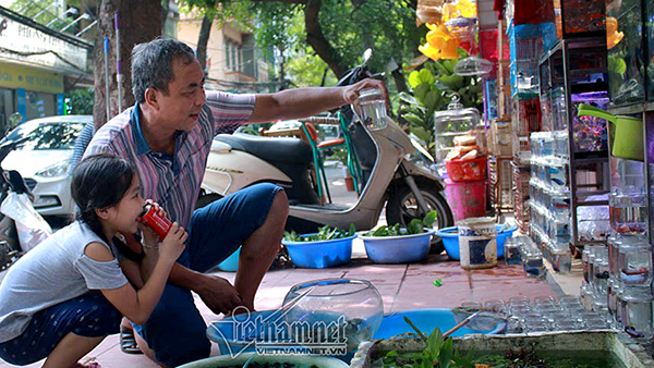 Tiếng kêu tuyệt vọng 'cầu mong phóng sinh' trên góc phố 100 năm Hà Nội