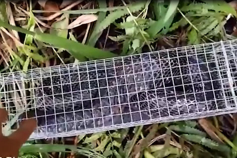Thót tim xem bẫy rắn hổ mang nặng 3 kg dài gần 3m ở Sài Gòn
