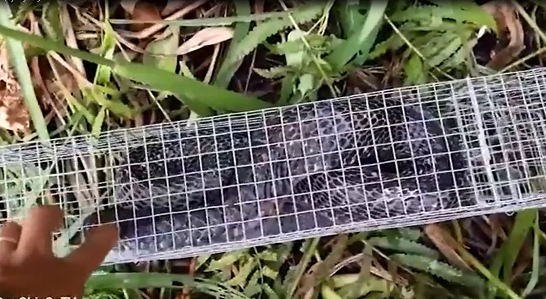 Thót tim xem bẫy rắn hổ mang nặng 3 kg dài gần 3m ở Sài Gòn