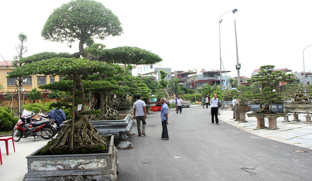 Dân quê 'choáng ngợp' với con đường siêu cây đình đám trăm tỷ