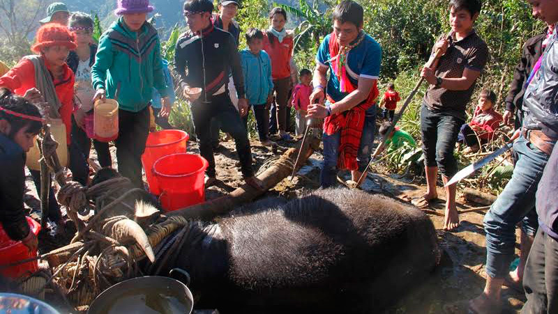 Lễ hội đâm trâu bị tuýt còi vì xã bắt dân đóng 300 nghìn đồng