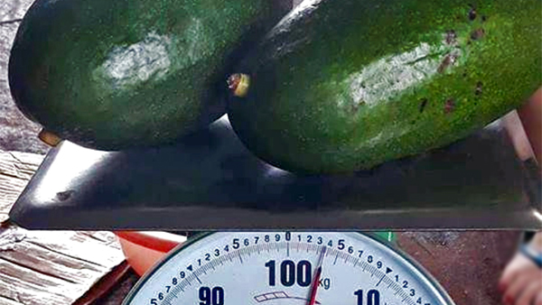 Quả bơ khổng lồ: Cả nhà nhịn cơm chia nhau ăn không hết