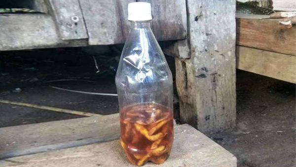 Uống rượu ngâm rễ cây lạ, hai người đàn ông tử vong