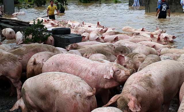 Đứng tim nhìn đàn lợn hơn ngàn con vật lộn trong nước lũ