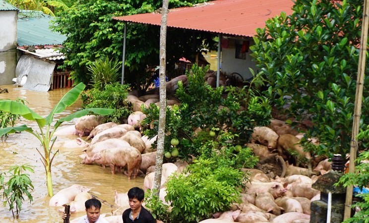 Đứng tim nhìn đàn lợn hơn ngàn con vật lộn trong nước lũ