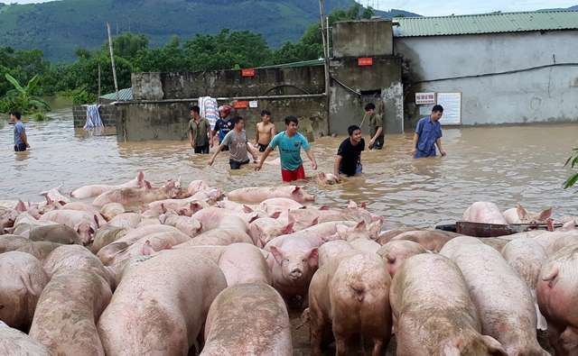 Đứng tim nhìn đàn lợn hơn ngàn con vật lộn trong nước lũ