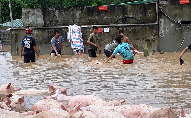 Đứng tim nhìn đàn lợn hơn ngàn con vật lộn trong nước lũ