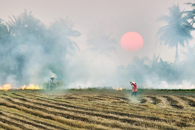 TÌNH THƠ CƠN KHÓI ĐỐT ĐỒNG