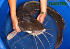 Câu được cá trê khổng lồ 27kg, xẻ thịt mừng U23 Việt Nam