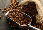 Giá cà phê hôm nay 4/9: Giá giảm lo ngại cung tăng
