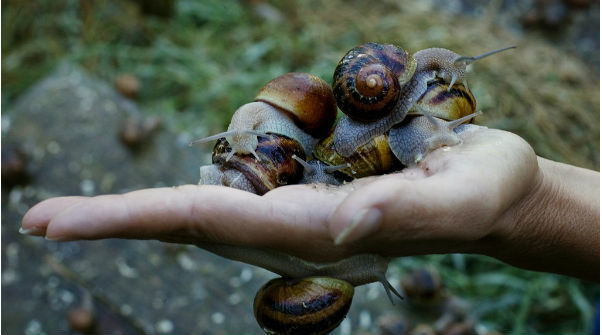 Nhận lời thách đố ăn ốc sên của bạn, chàng trai trẻ bị viêm màng não