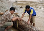 Nghệ An: Đi vớt củi trúng báu vật trăm tuổi giữa dòng nước lũ