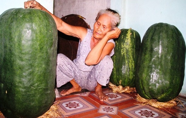 Điều chưa biết ở làng trồng nếp đặc sản, bí đao 'khủng' 100kg/quả