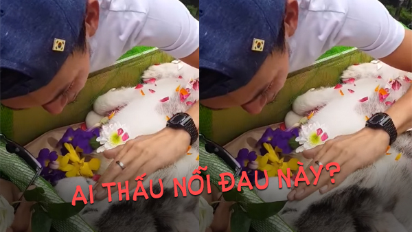 Đã ai từng trải qua cảm giác đau khổ khi mất đi một người bạn thân trung thành?