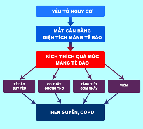 Đâu mới là nguyên nhân gây bệnh hen suyễn, COPD?