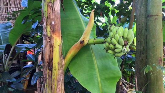 Kỳ lạ chuối trổ buồng từ giữa thân cây