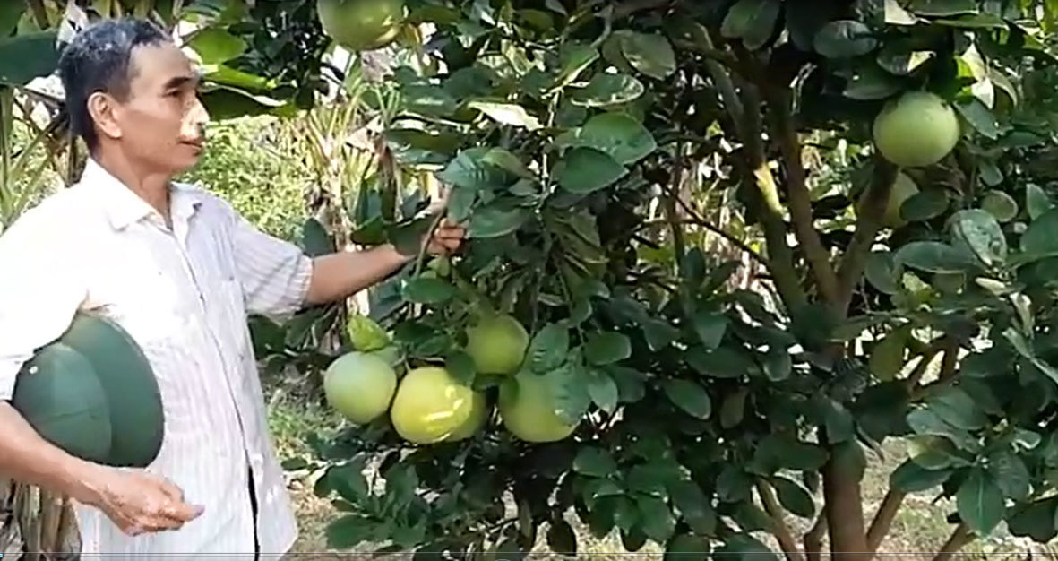 Bưởi xanh mướt nhờ chế 'thần dược' từ vôi và nước rửa bát