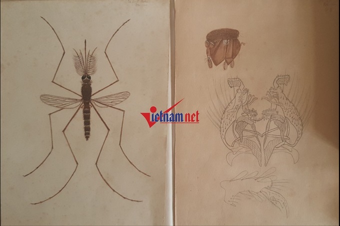 Con gái Tổng đốc khiến bao công tử nhà giàu mê đắm