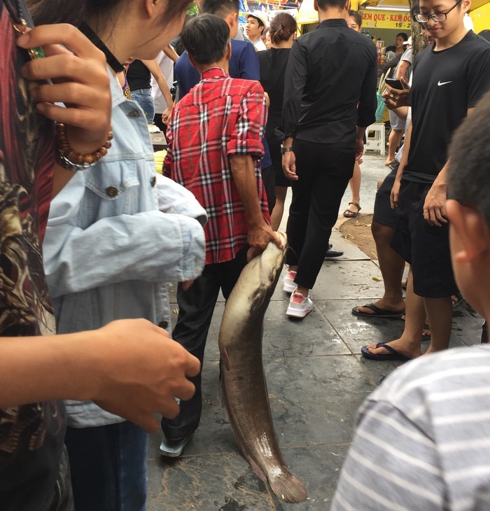 Câu trộm được con cá trê khổng lồ hàng chục kg ở Hồ Gươm