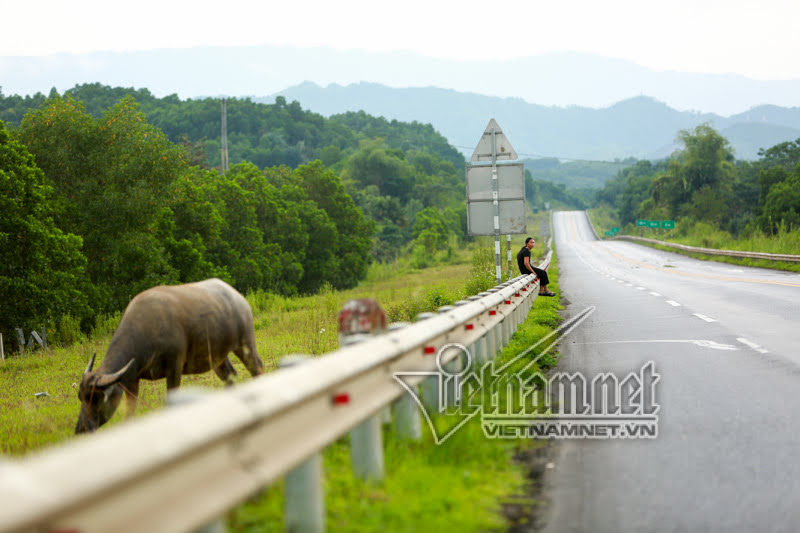 Xé rào, lùa trâu sát mép cao tốc dài nhất Việt Nam