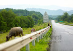 Xé rào, lùa trâu sát mép cao tốc dài nhất Việt Nam