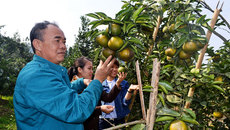 Bỏ đời 'nay đây mai đó', về chăm vườn nhà thu 3 tỷ/năm Bỏ đời 'nay đây mai đó', về chăm vườn nhà thu 3 tỷ/năm