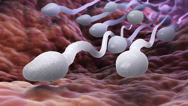 Chế độ ăn thiếu đạm, protetin có thể gây suy yếu tinh trùng nghiêm trọng