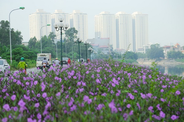 Ven sông Tô Lịch xuất hiện con đường hoa tím nên thơ