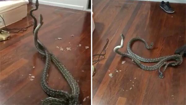 Phát hoảng vì cặp rắn lạ chui vào nhà