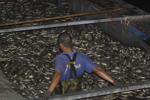 Hồ Tây chết hàng tấn cá, bì bõm xuyên đêm vớt mỏi tay