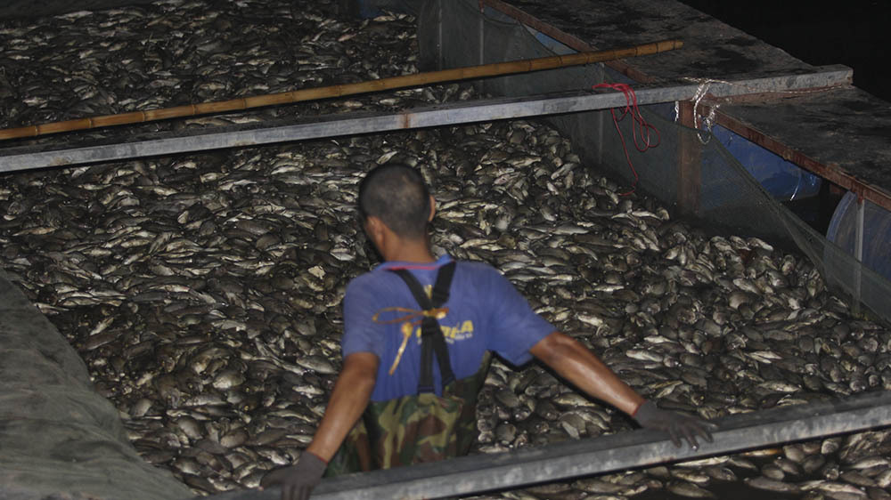 Hồ Tây chết hàng tấn cá, bì bõm xuyên đêm vớt mỏi tay