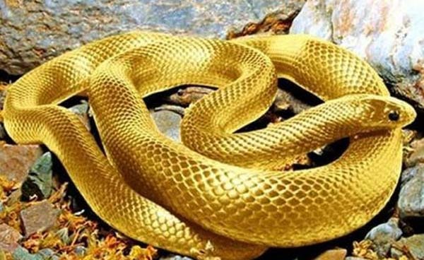 Mơ thấy 5 điều này, cuộc đời chắc chắn nở hoa, tiền tiêu không hết