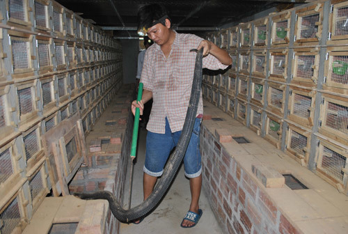 Rùng mình ổ rắn hổ mang hơn 1.000 con ở Động Đạt - Thái Nguyên