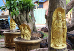 Hình bóng Phật Quan Âm nơi gốc khế già: Ai cũng muốn rước về