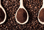 Giá cà phê hôm nay 1/11: Giao dịch dưới 36.000 đồng/kg