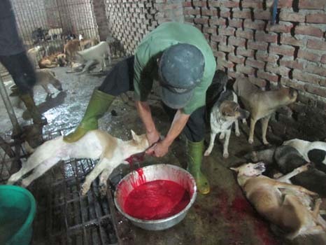 Nỗi kinh hoàng khiến trai tráng làng mổ chó lớn nhất Việt Nam bỏ nghề