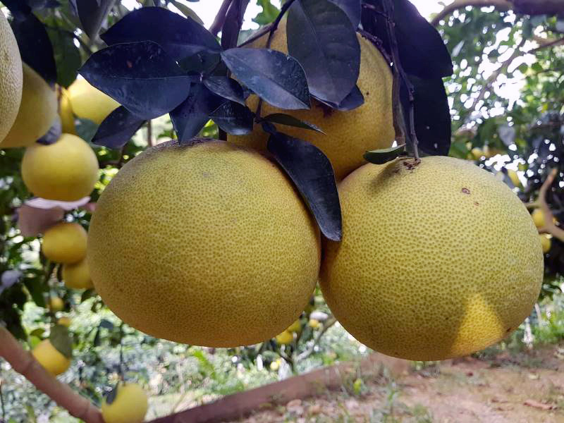{title} bưởi Phúc Trạch,trồng bưởi,Hương Khê