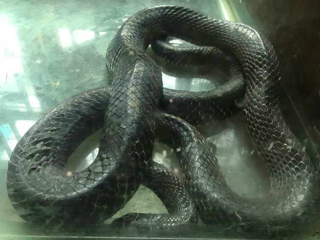 Làng nuôi rắn thu bạc tỷ của thủ đô giờ ra sao?