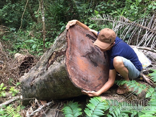 Phá rừng phòng hộ A Lưới: Đội trưởng bảo vệ rừng mất chức