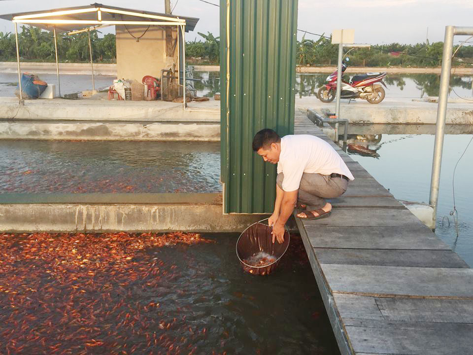 'Bể cá thần' 10 tỷ của anh nông dân Hưng Yên