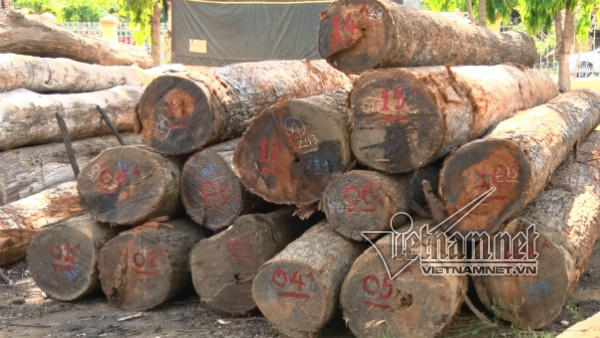 Bắt đội trưởng kiểm lâm 'ăn tiền' của trùm gỗ lậu Phượng râu