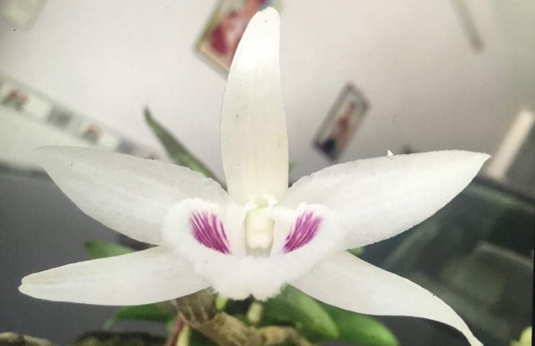 Chấn động: Đại gia Đà Nẵng bỏ 6,8 tỷ mua gốc lan đột biến 5 cánh trắng